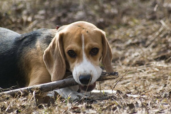 Beagle, Hund mit Stock, Hund spielt