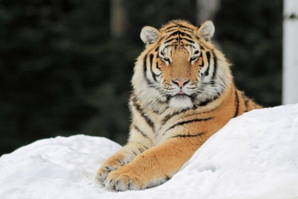Tygrys leży na śniegu z łapami skierowanymi do przodu