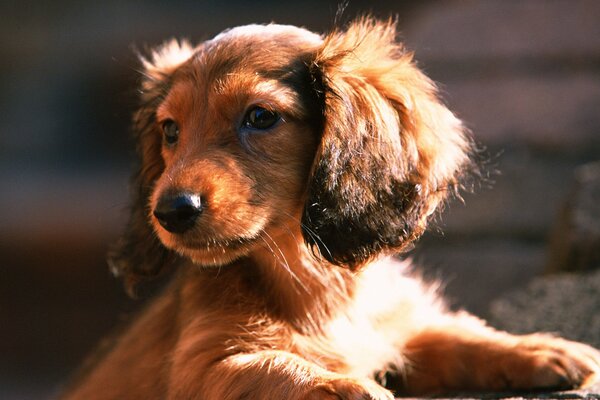 Portrait of a red dachshund puppy