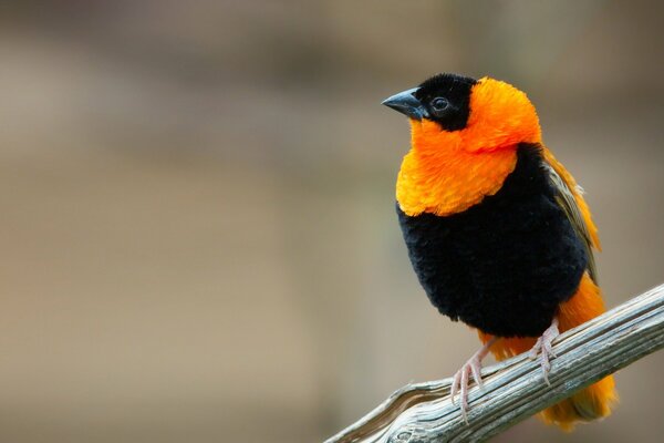 Vogelfarbe schwarz mit orangefarbenem Kragen