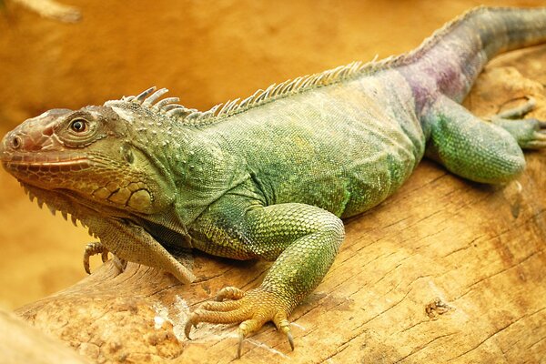 Ein Leguan auf einem Baumstamm ist ein grünes Reptil