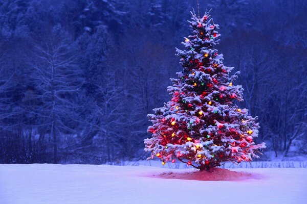 Albero di Natale nella foresta