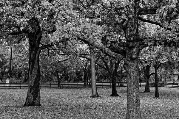 Parque de otoño blanco y negro