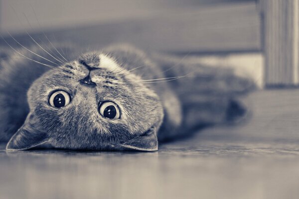 The grey cat is lying on the grey floor with its muzzle up