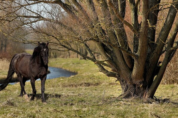 Pferd im Wald am Fluss