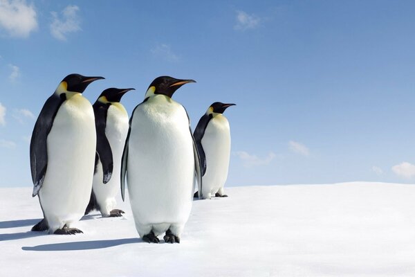 Cuatro pingüinos mirando a lo lejos