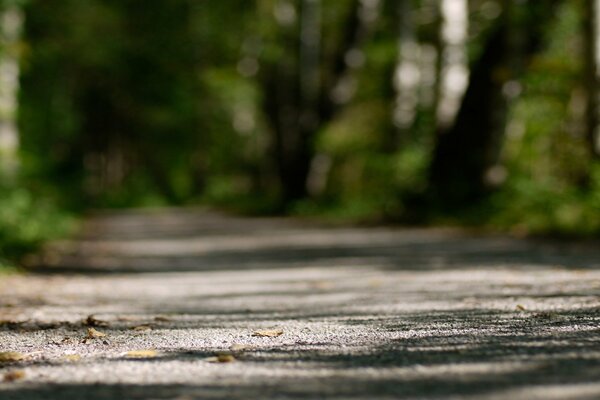 Route de sable dans la forêt verte