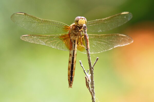 Macro shooting of a dragonfly insect