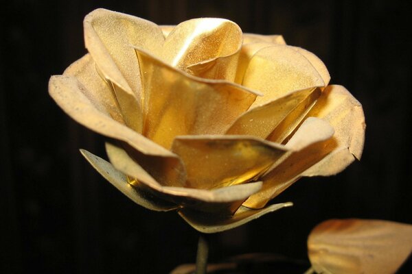 Золотая роза макросъёмка в темноте