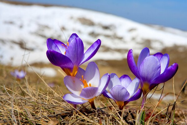 Tenerezza della primula. Crochi in fiore sullo sfondo della neve