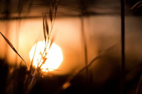 The sun at sunset with grass and water reflection