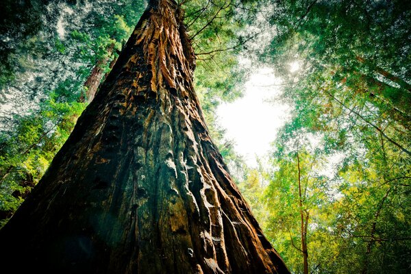 La forza e il potere della natura sono fuori scala