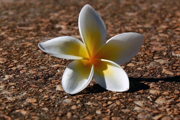 Weiße Blume auf dem Boden