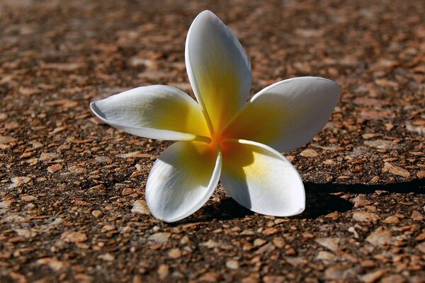 Flor blanca en la tierra