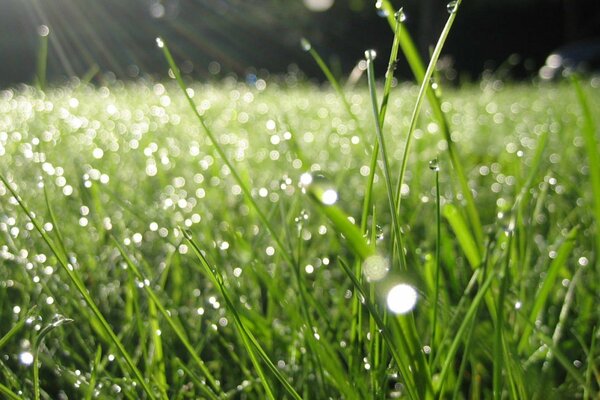 Morgennebel Esel auf Gras mit Tau