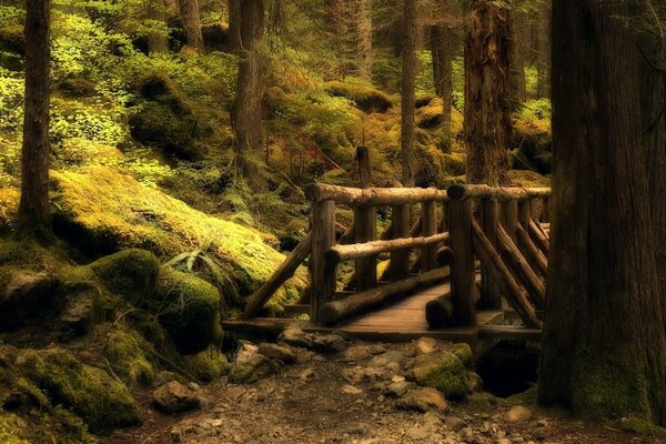 Мост в заросшем старом лесу прекрасный