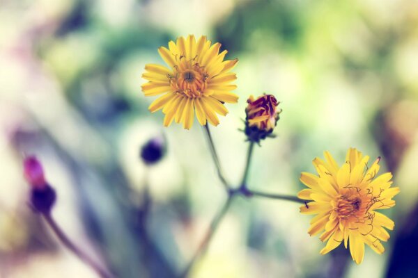 En été, tout fleurit et même complexe