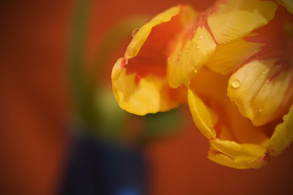 Macro de pétales avec une goutte de rosée