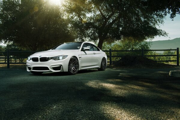 BMW blanc dans un enclos à l ombre des arbres