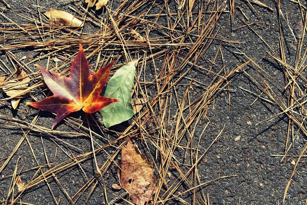 Goldener Herbst, Blätter fallen ab