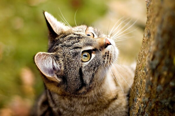 Le chat regarde aussi vers l avenir