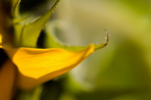 Часть желтого цветка вблизи