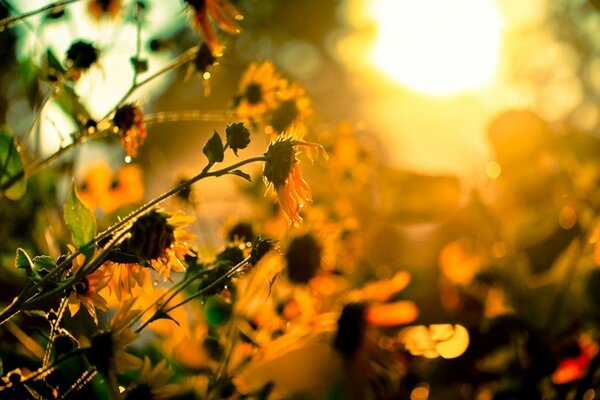 Beautiful flowers in the setting sun