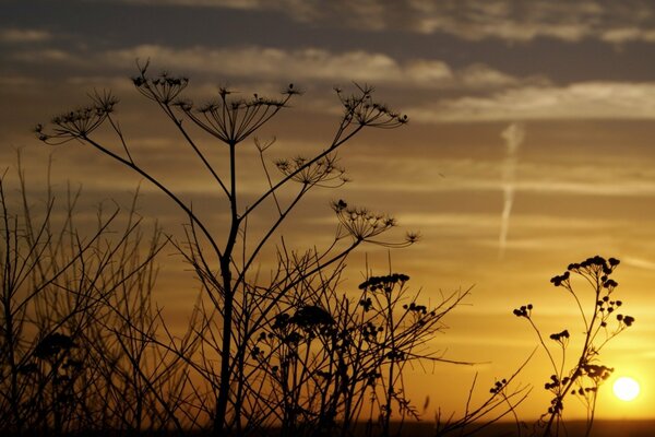 Plantes de parapluie à travers le prisme du coucher du soleil