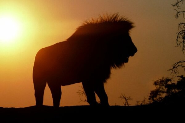 Lion au coucher du soleil silhouette