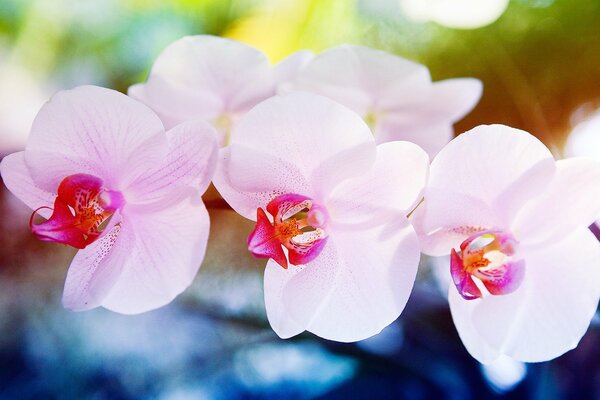 The spring tenderness of a pink orchid