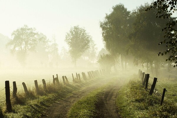 El camino a través del bosque y la niebla de la mañana