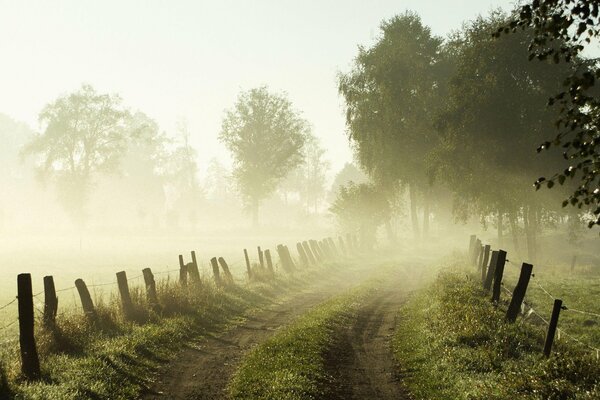 Route à travers la forêt et le brouillard du matin