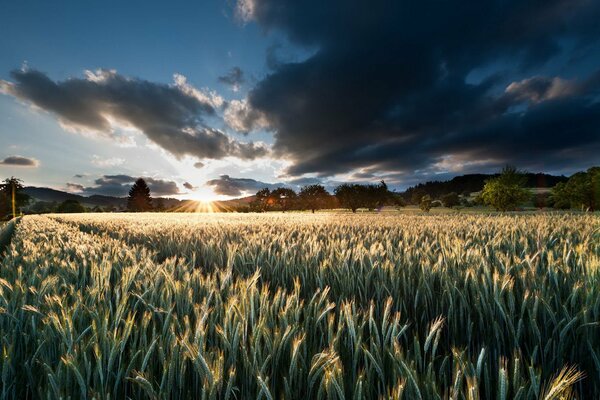 Campo con spighette di grano