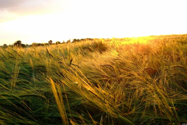 Ears of corn in the summer in the field landscape