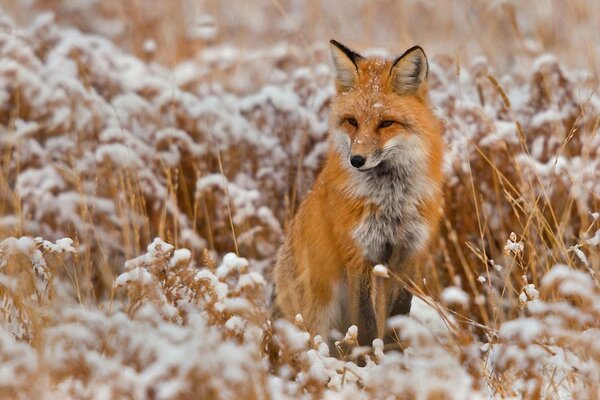 Ein Fuchs in einem schneebedeckten Feld ist eine Rothaarige