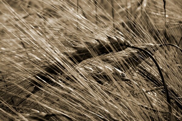 Summer field. wheat spikelets