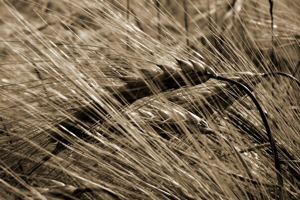 Летнее поле. колоски пшеницы