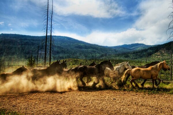 A herd of mountain horses