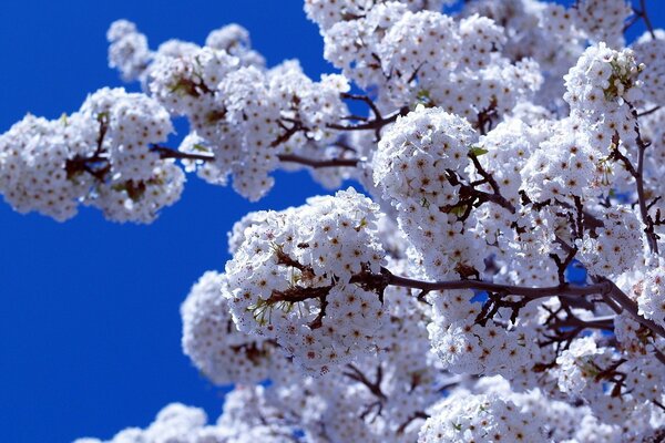 A branch in bloom on a blue sky background