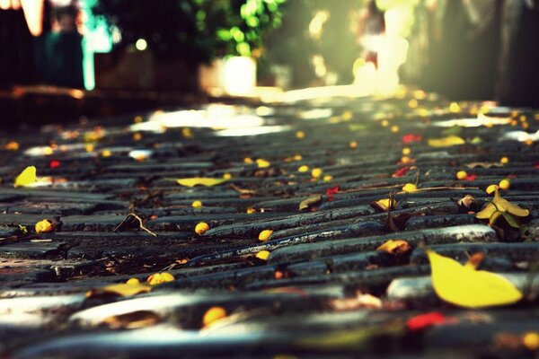 The road in autumn with leaves in the sun