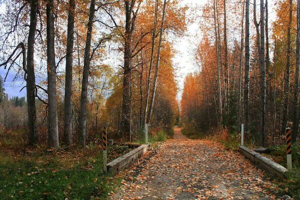 Feuilles jaunes tombées sur une passerelle dans le parc