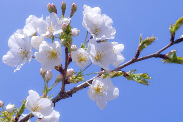 Blühende Kirschblüten auf einem blauen Himmelshintergrund