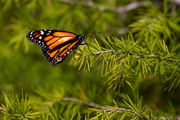 Tiger butterfly on a fir branch