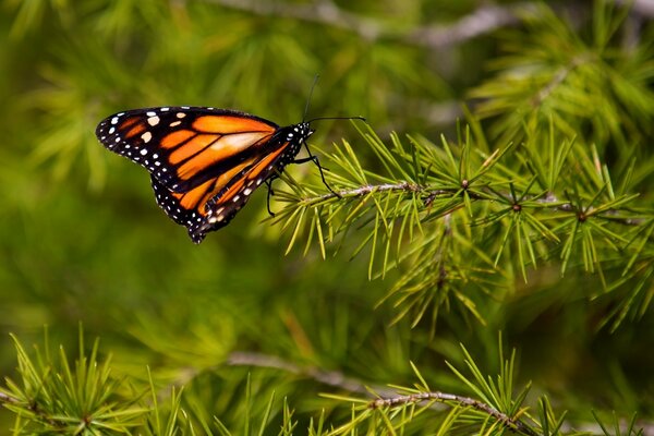 Papillon tigre sur une branche d épinette