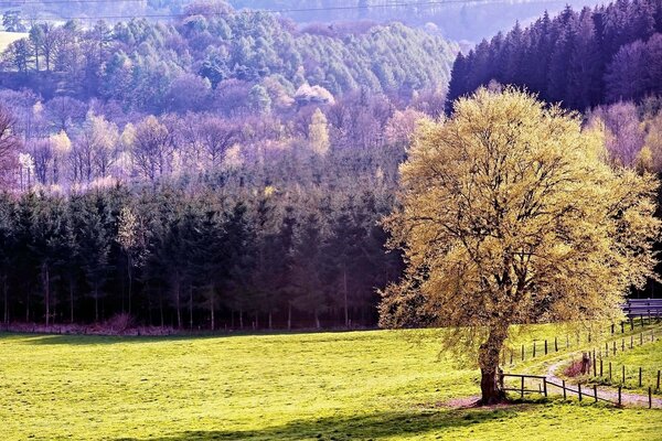 Herbstbaum in der Nähe der Straße vor dem Hintergrund der Berge