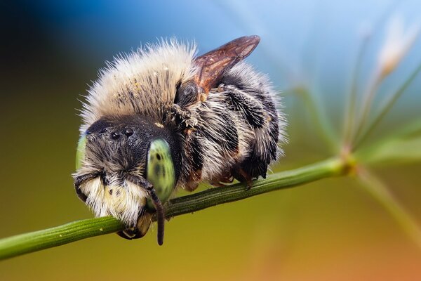 Zottelige Hummel auf blühendem Hopfen