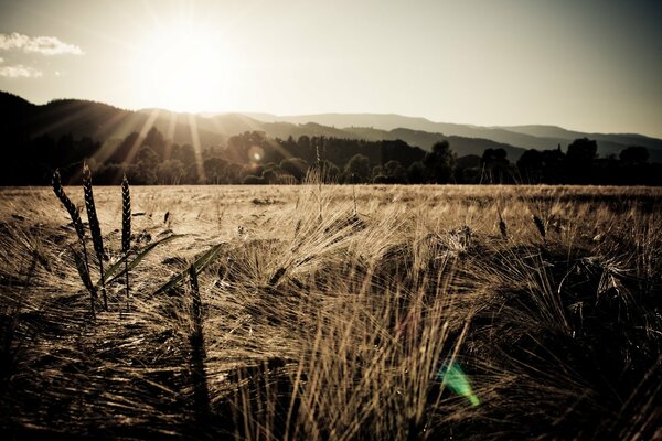 Wheat grows in a field in the mountains