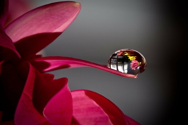 Reflection of flowers in a dewdrop