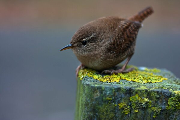 Macro shooting bird winter wren