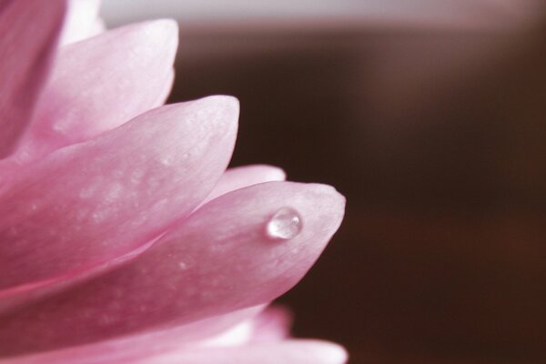 Macro foto de pétalos de flores Rosadas con una gota de rocío